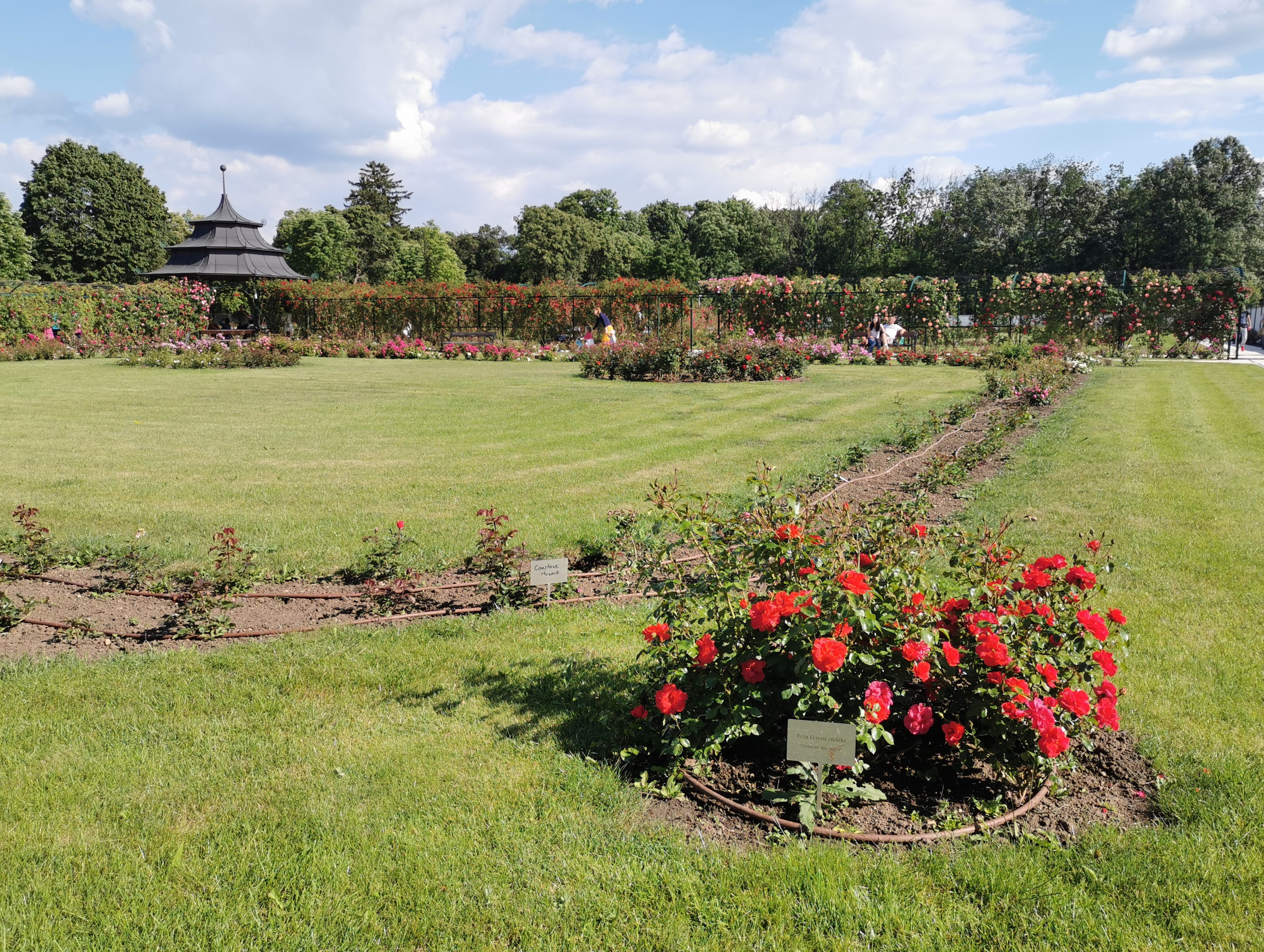 Fertőd-Palacio de Esterházy-Rose Garden-2