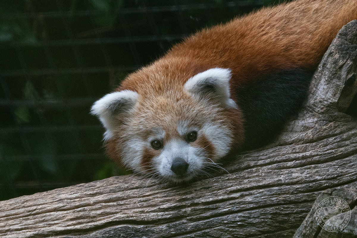 red panda debrecen zoo