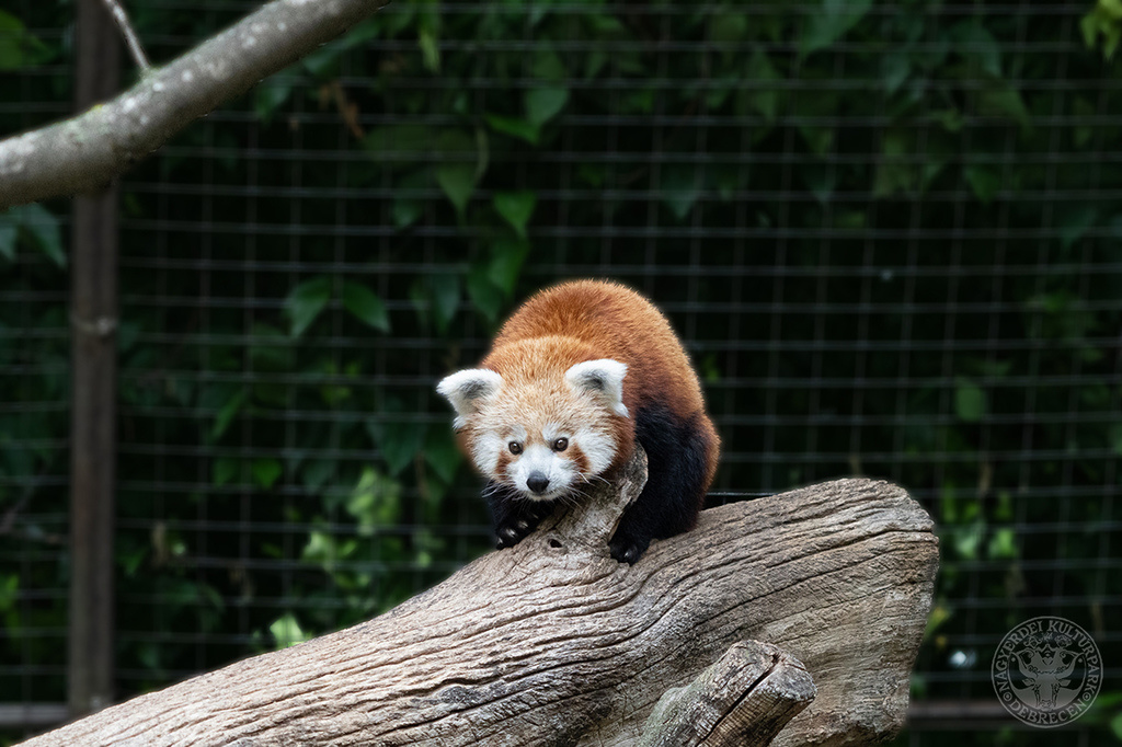 red panda debrecen zoo