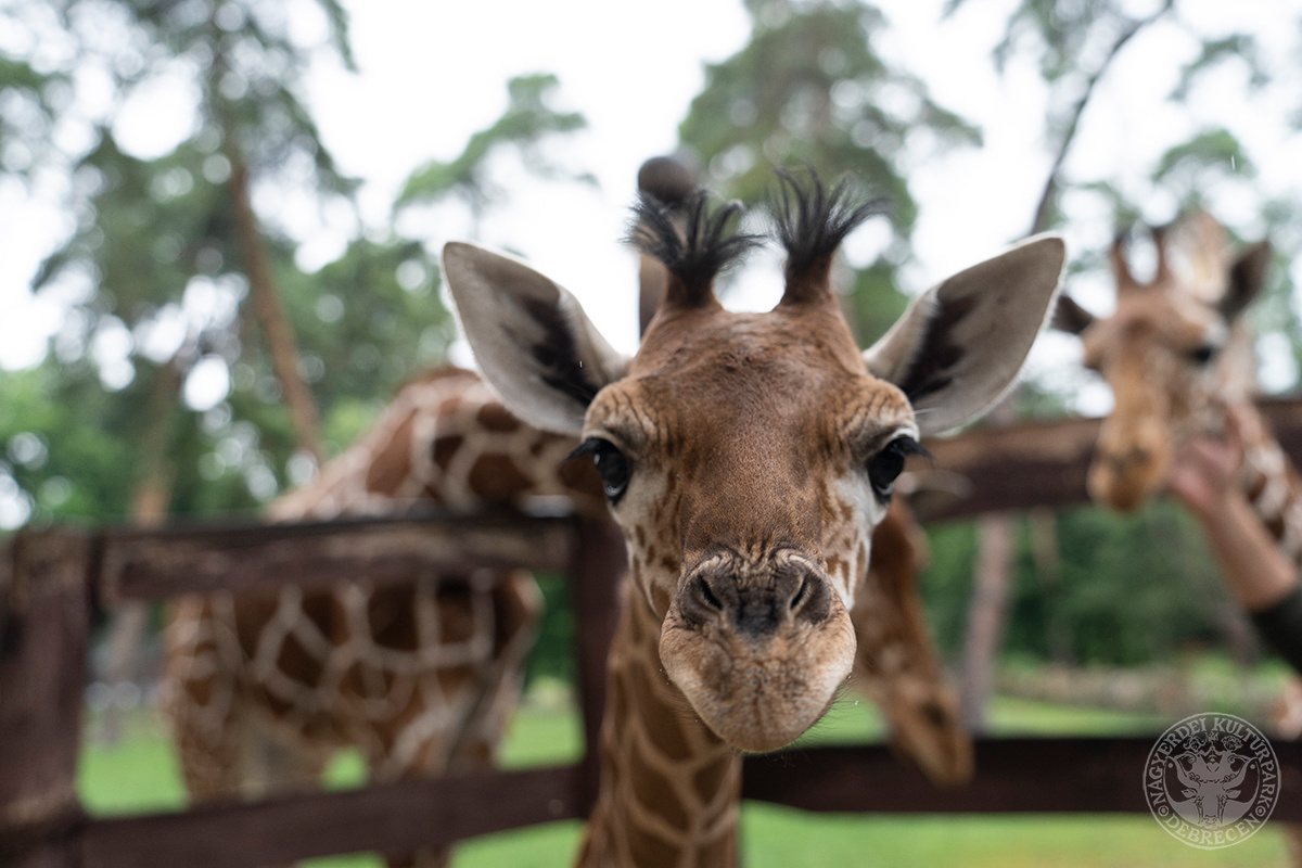 Niña jirafa nacida en el zoológico de Debrecen