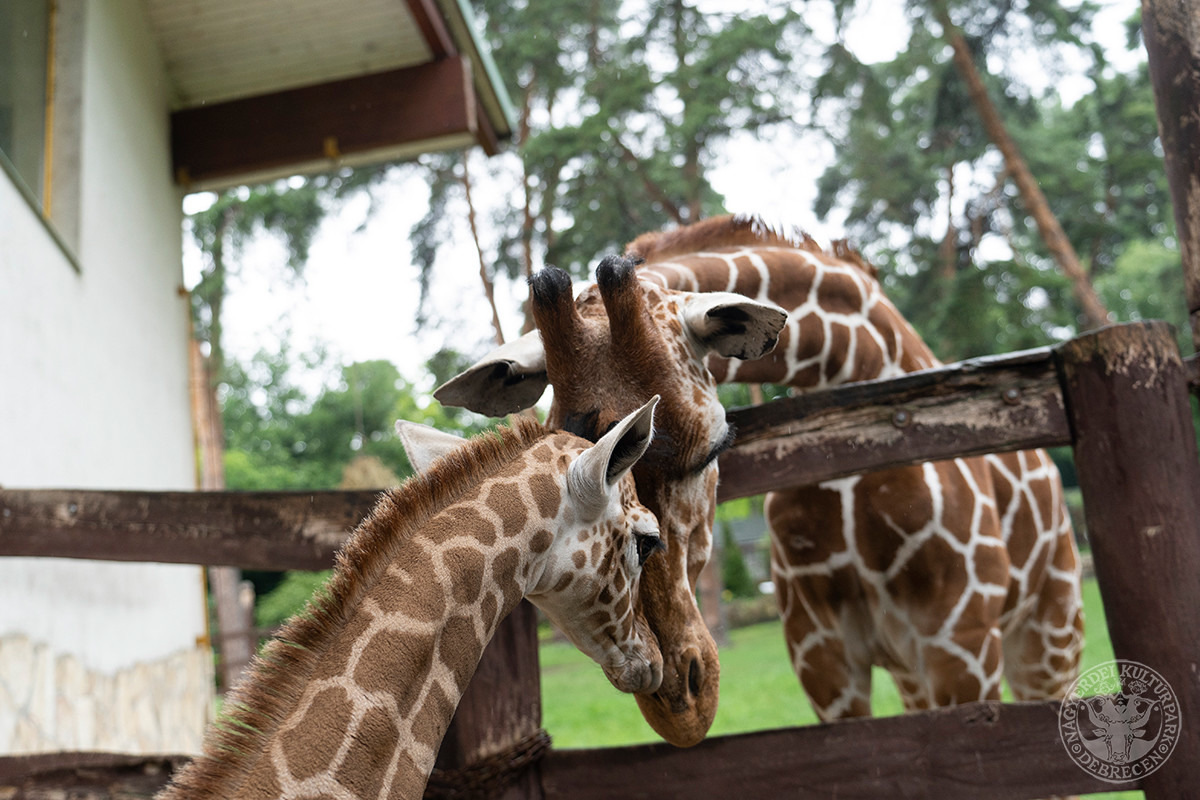 Fille girafe née au zoo de Debrecen