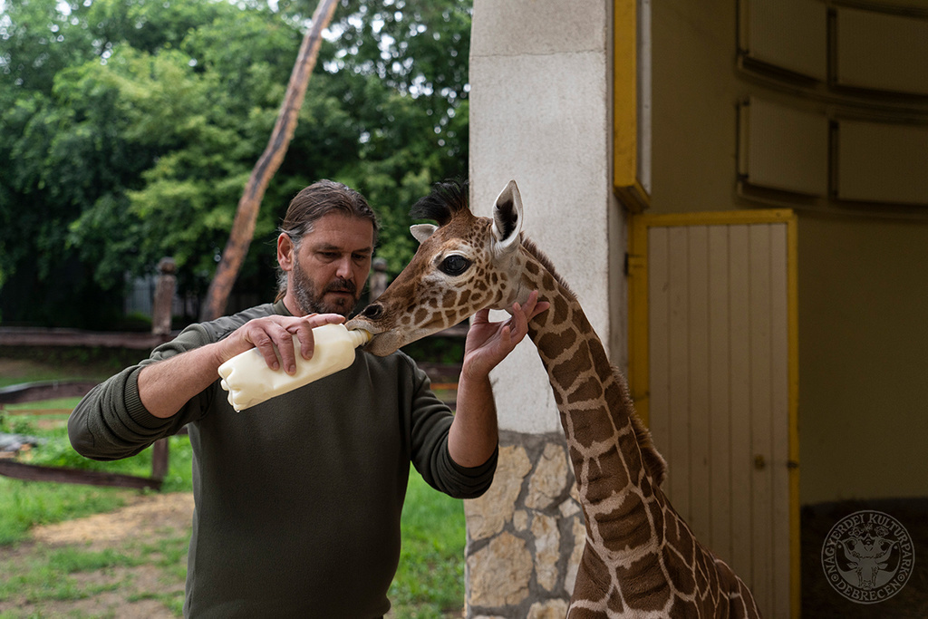 Žirafí dívka narozená v debrecínské zoo