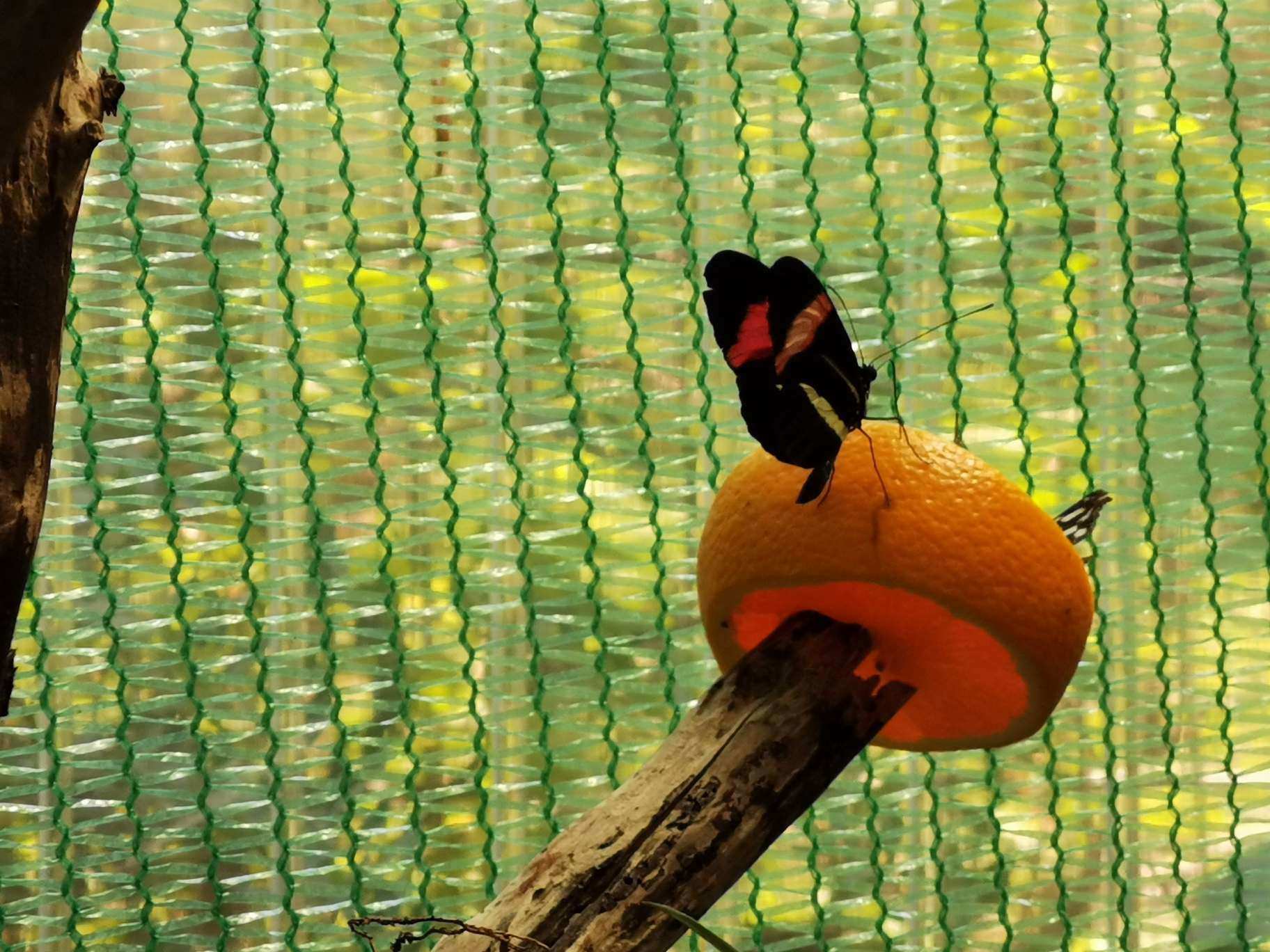 बुडापेस्ट चिड़ियाघर-तितली-जानवर