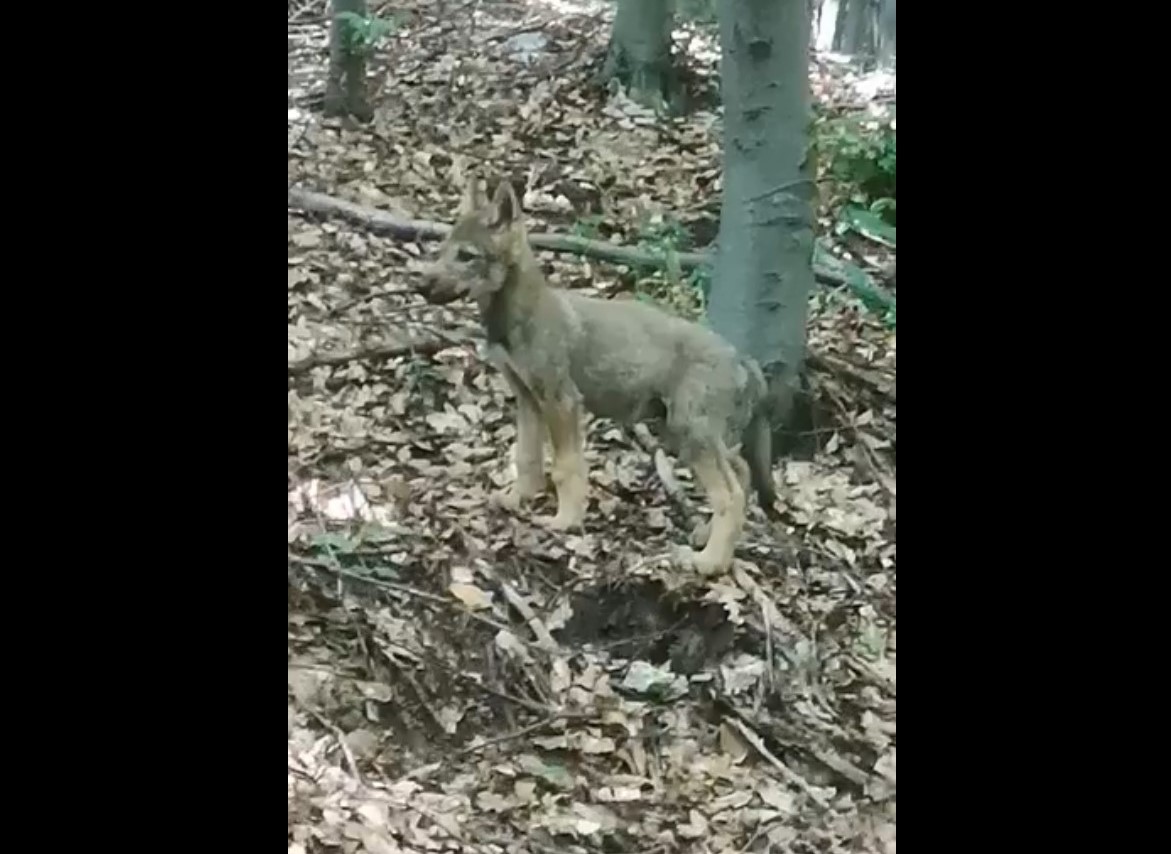 Wolf cub-Bükk-Hungary-animal