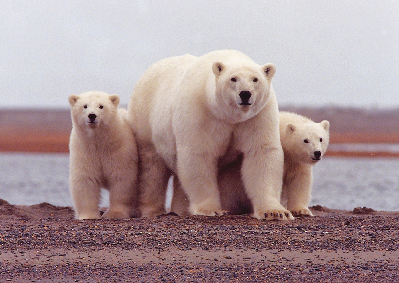 alaska polar bear