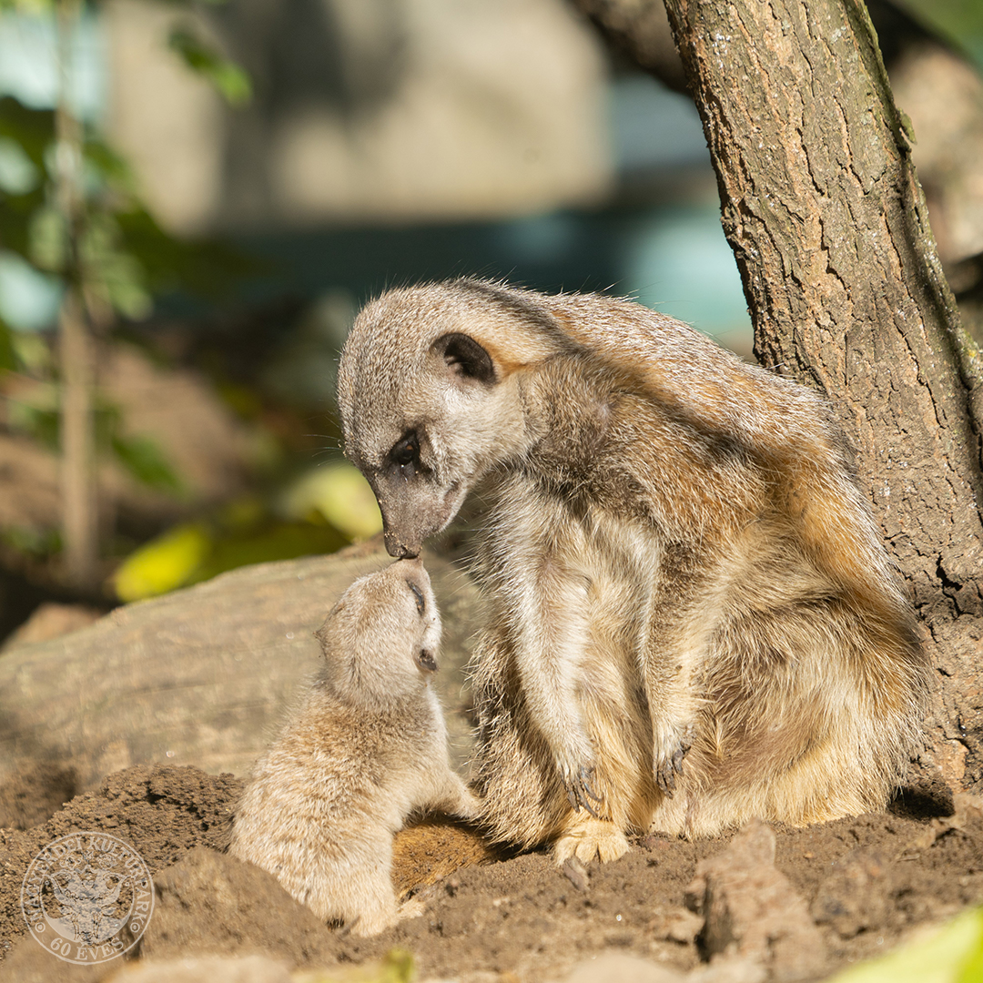 debrecen zoo baby meerkat