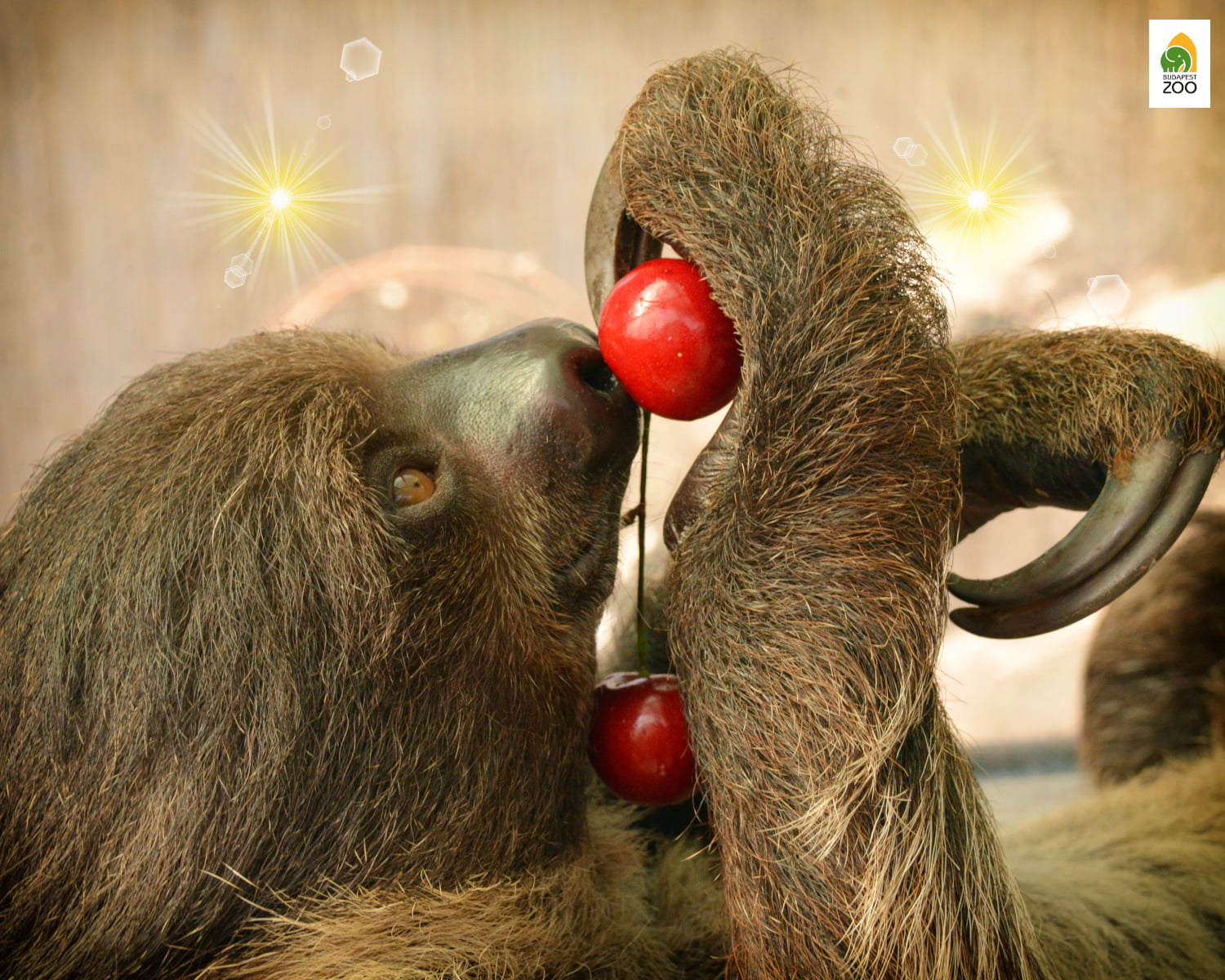 budapest zoo sloth