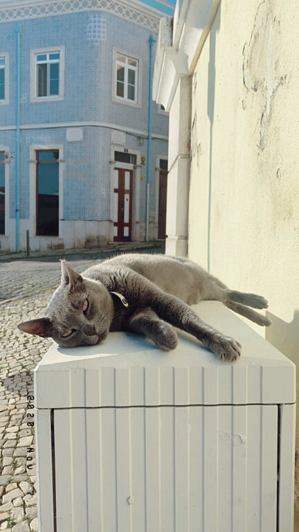 Lissabonner Straßenkatze