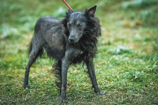 The rarest Hungarian dog breed you never heard of is almost extinct - PHOTO GALLERY - Daily News