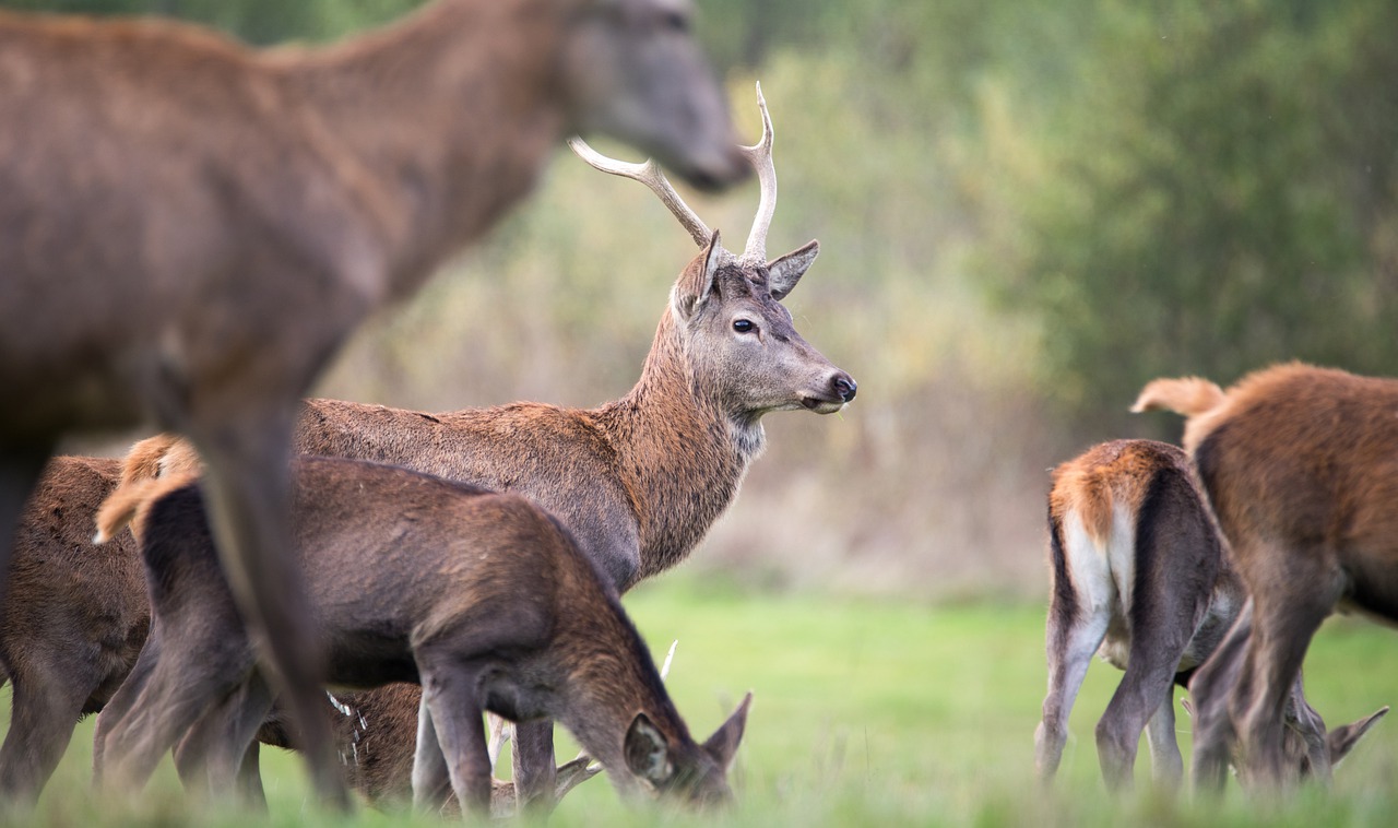 Beautiful footage of a deer herd crossing a rapeseed field in Western ...