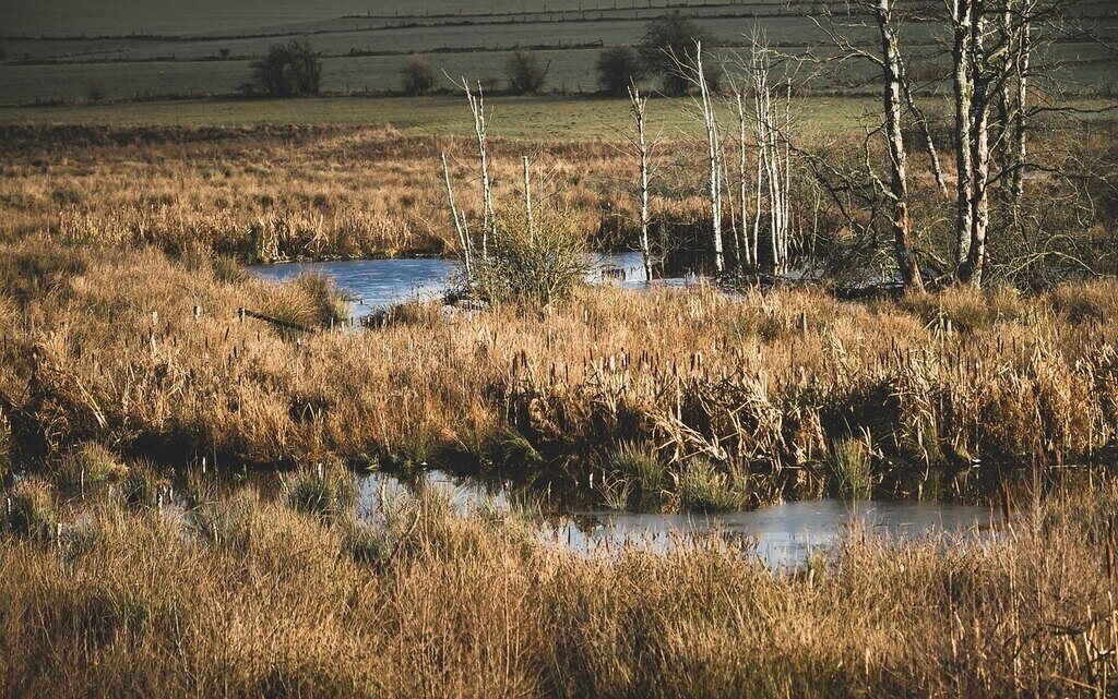 湿地の自然
