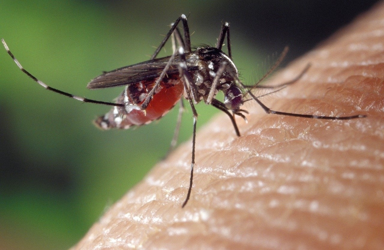 mosquito-nature-animal-skin