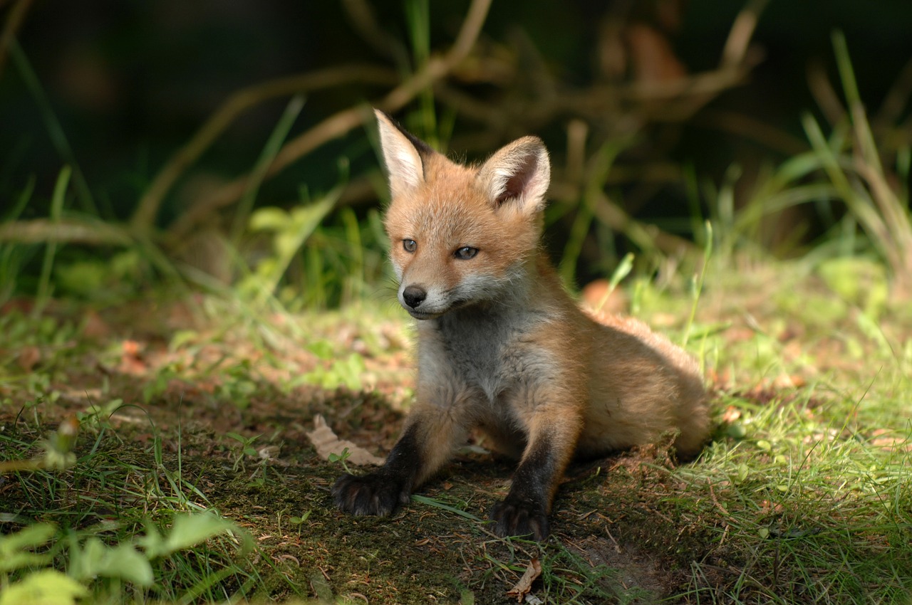 Fox Animal Cute