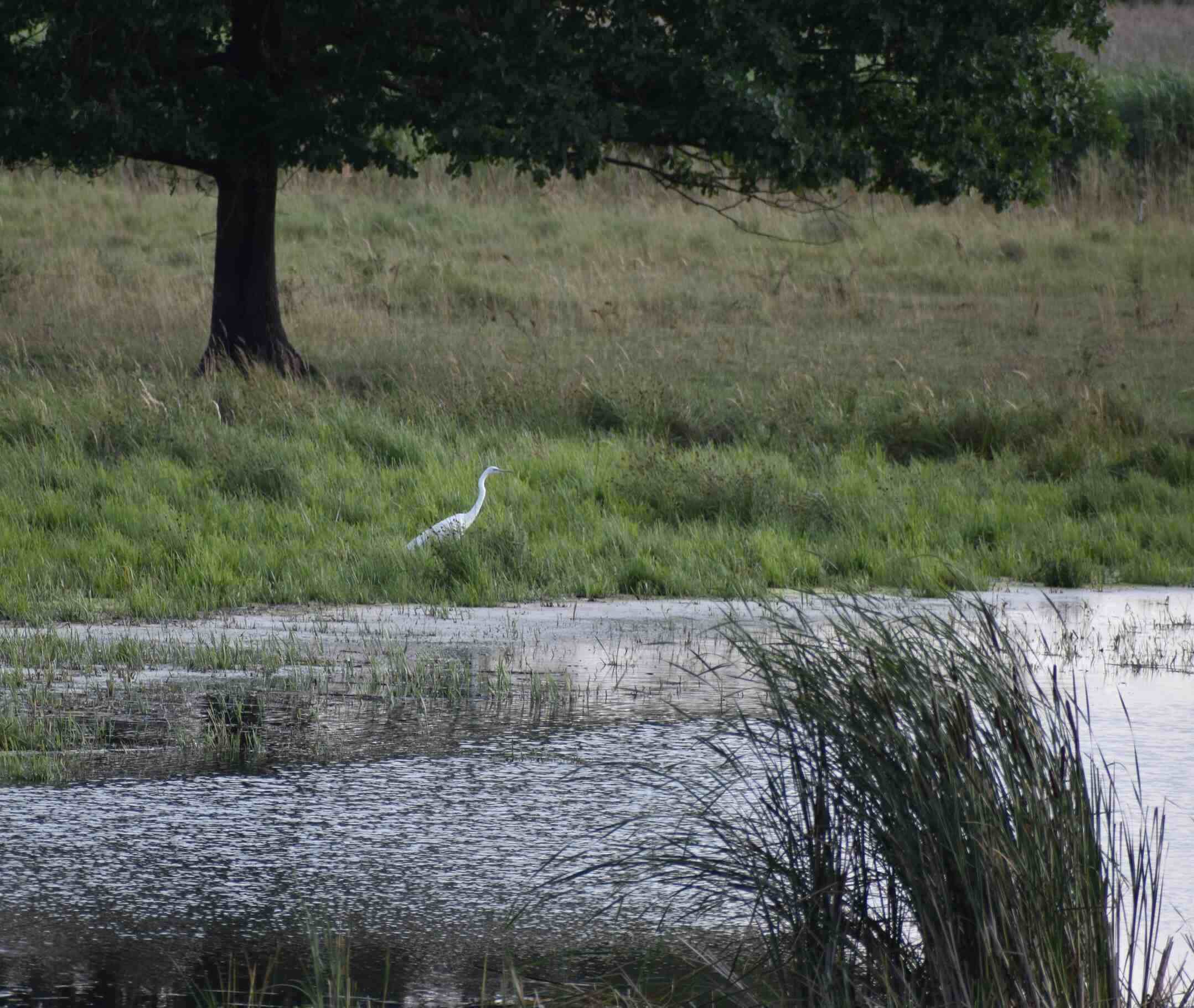 Great egret-bird-animal-Lake Fertő-Hungary