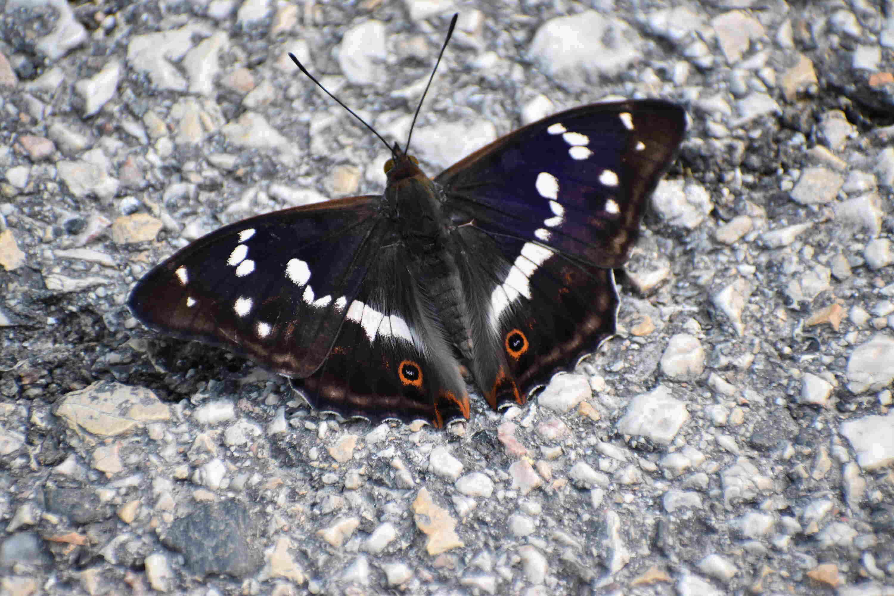 Red admiral-butterfly-animal-Fertő-Hanság National Park-Hungary