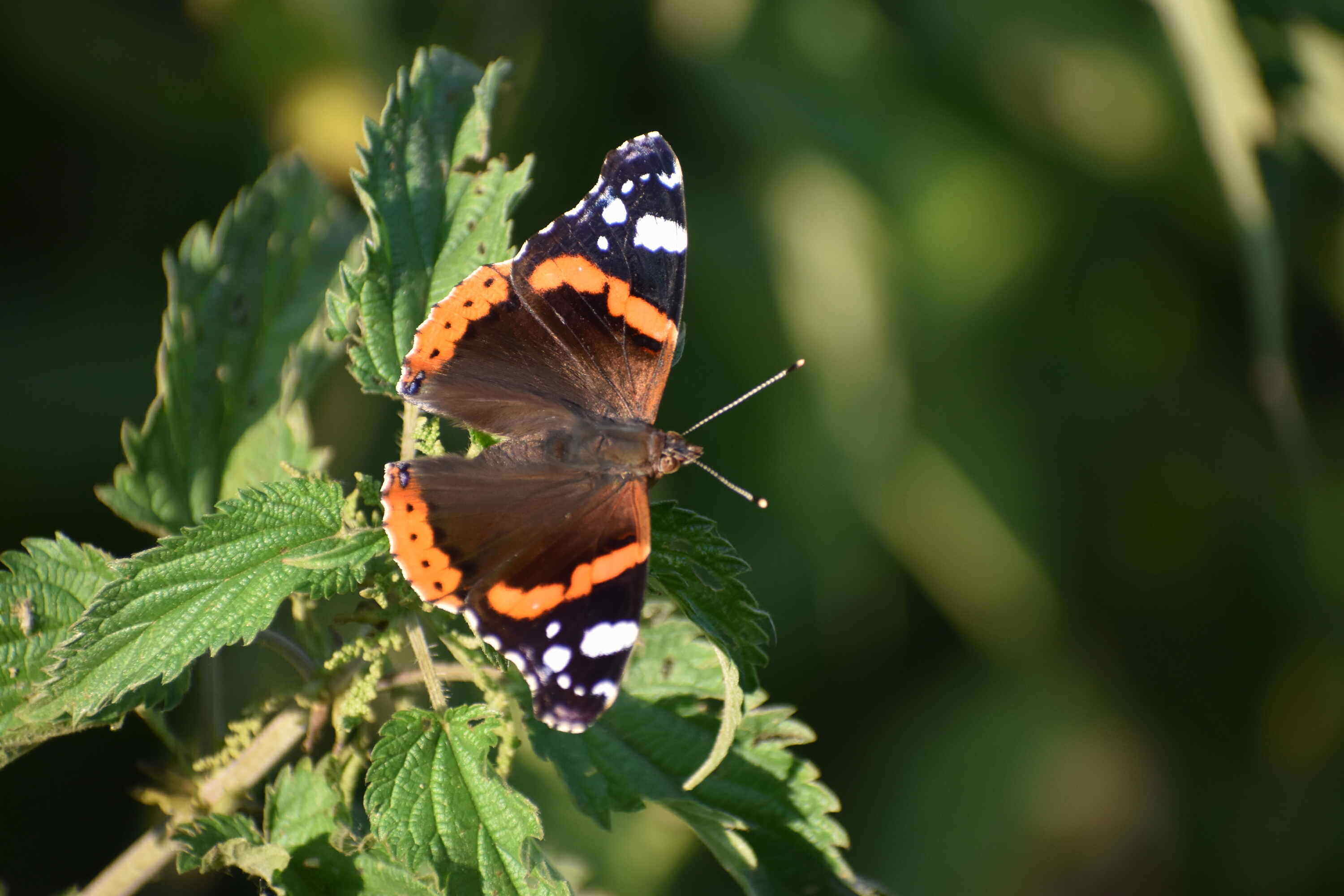 Red admiral-butterfly-animal-Fertő-Hanság National Park-Hungary