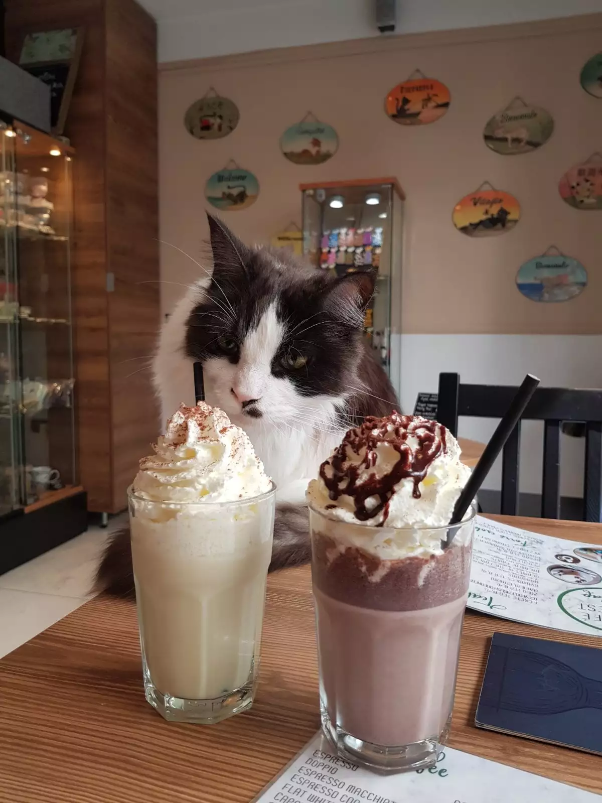 Cat Café 3