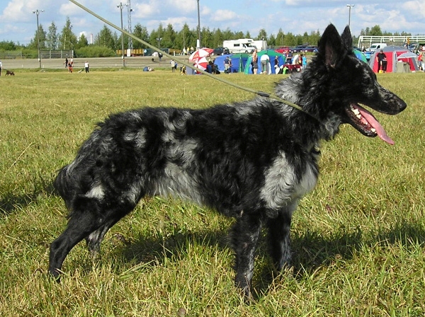 Mudi Hungarian Dog Breed