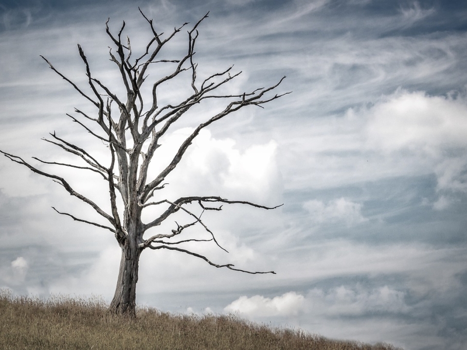 dry-weather-dead-tree