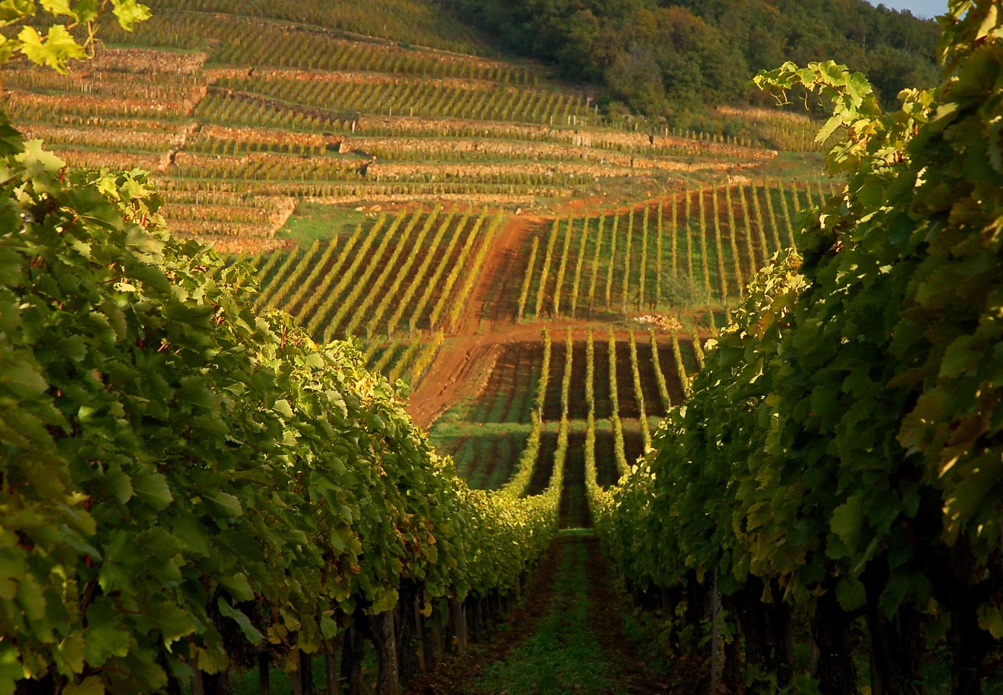 Regiunea viticolă Tokaj