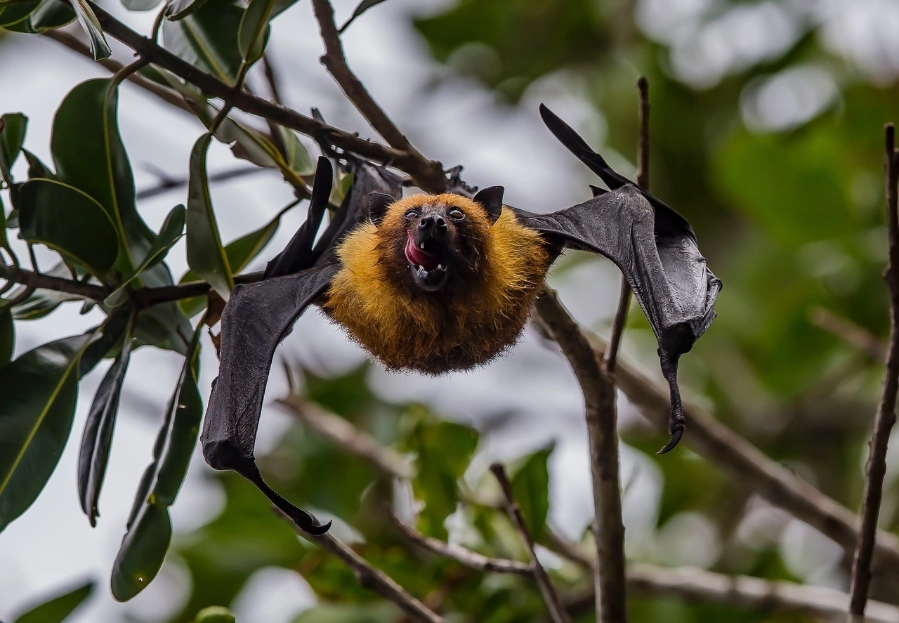 Large Flying Fox Bat Denevér