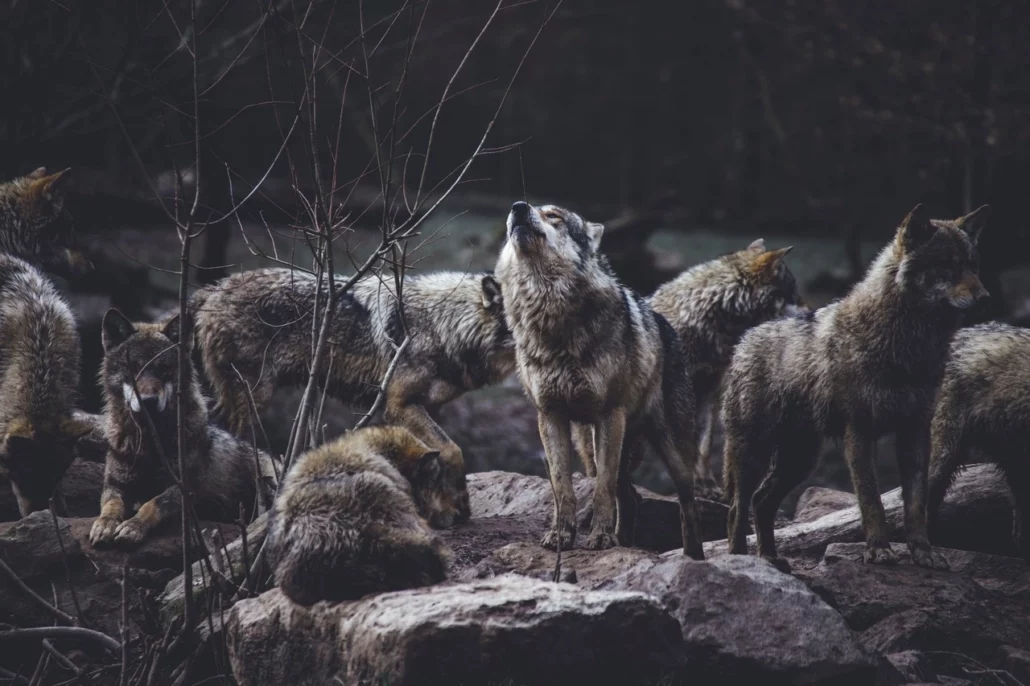 Wolves Wolf Grey Wolf Animals