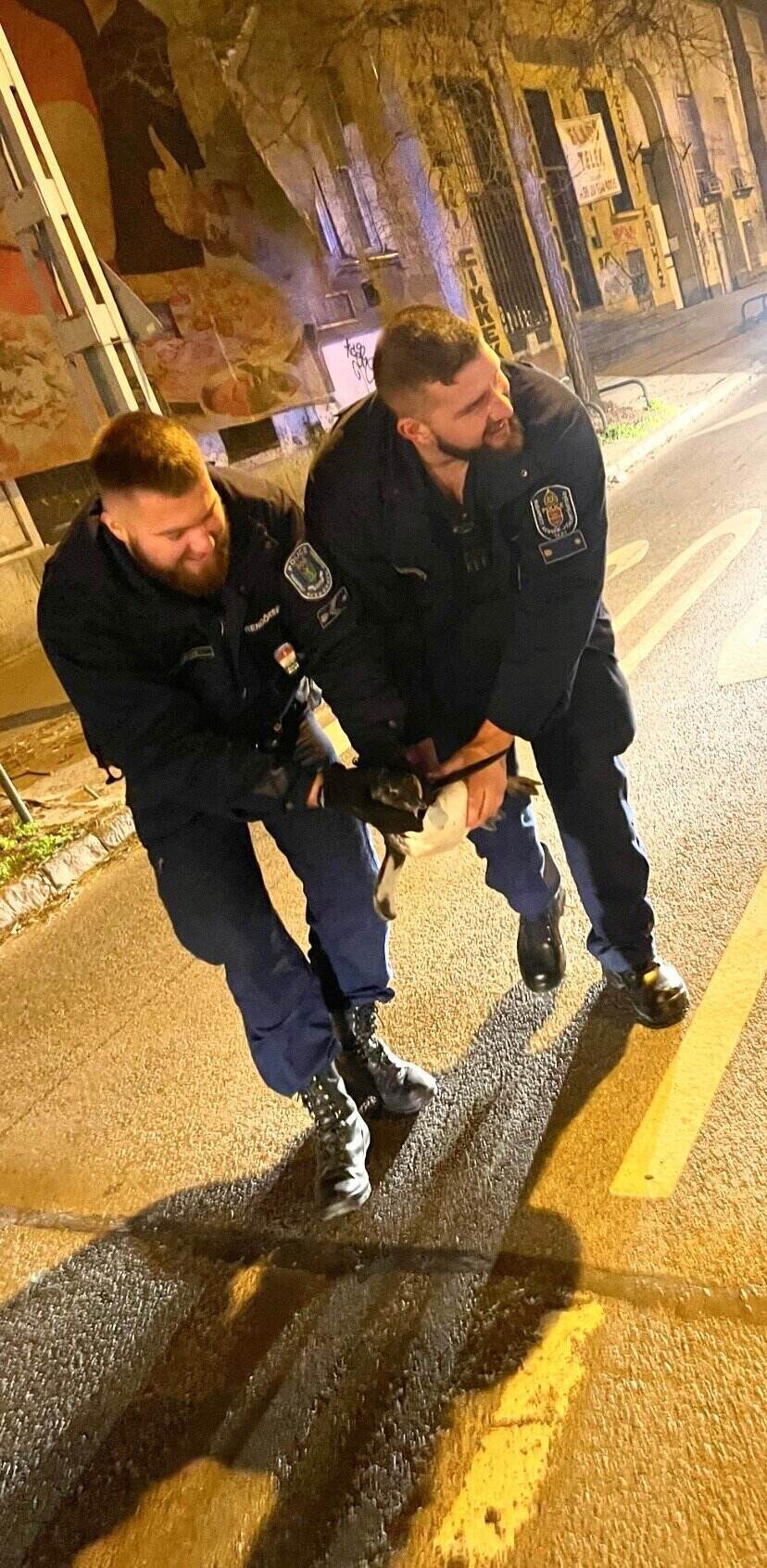 Полицейский пингвин Будапешт