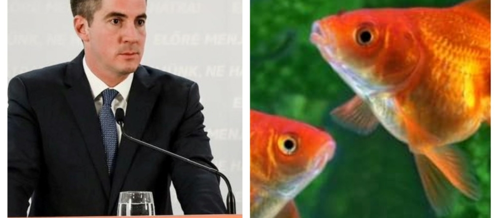 Goldfish Fidesz