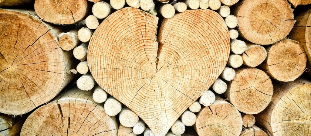 heart wood