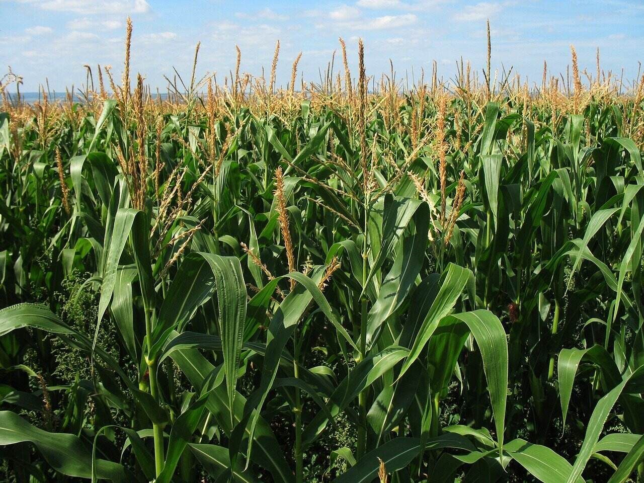 kukuruzno polje kukuruzna krma