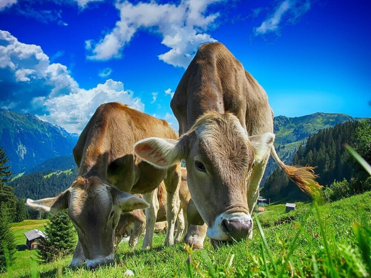 ganado vacas