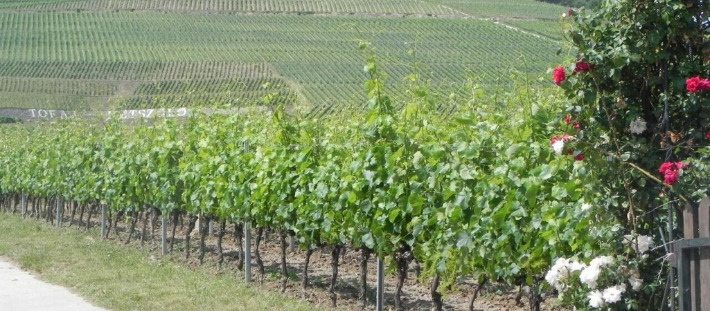 tokaj wine region