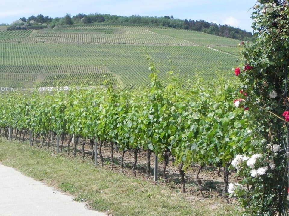 tokaj wine region