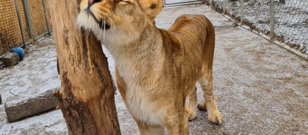 We had to help Nara, a young 3-year-old lioness, into her final sleep, the Veresegyházi Bear Sanctuary website says.