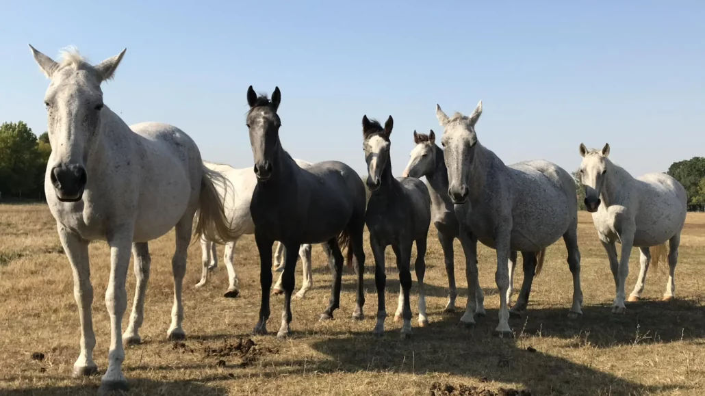 Hungarian Lipizzan horse breeding traditions