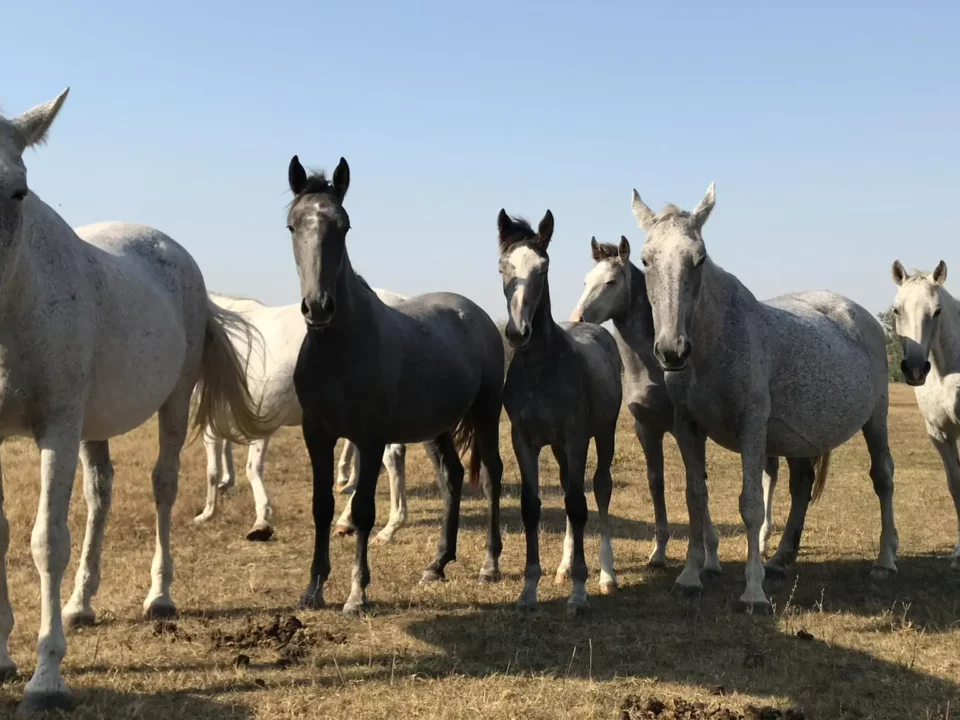 Hungarian Lipizzan horse breeding traditions