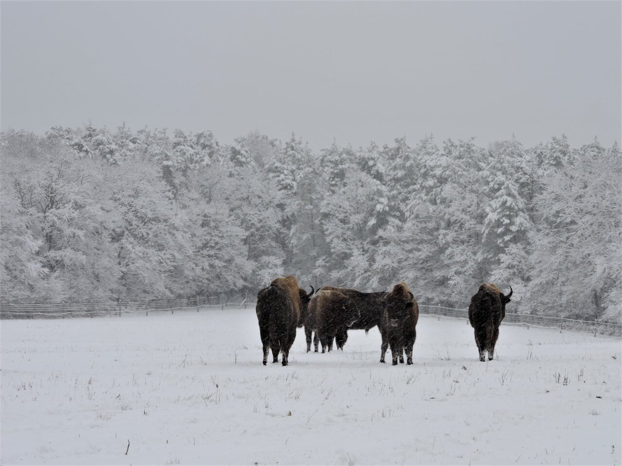 parque nacional, Örség, búfalo, invierno, destino, nieve, Hungría