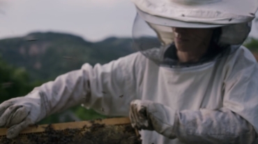 Film de la ruche