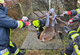 El departamento de bomberos y policía salvó a un ciervo