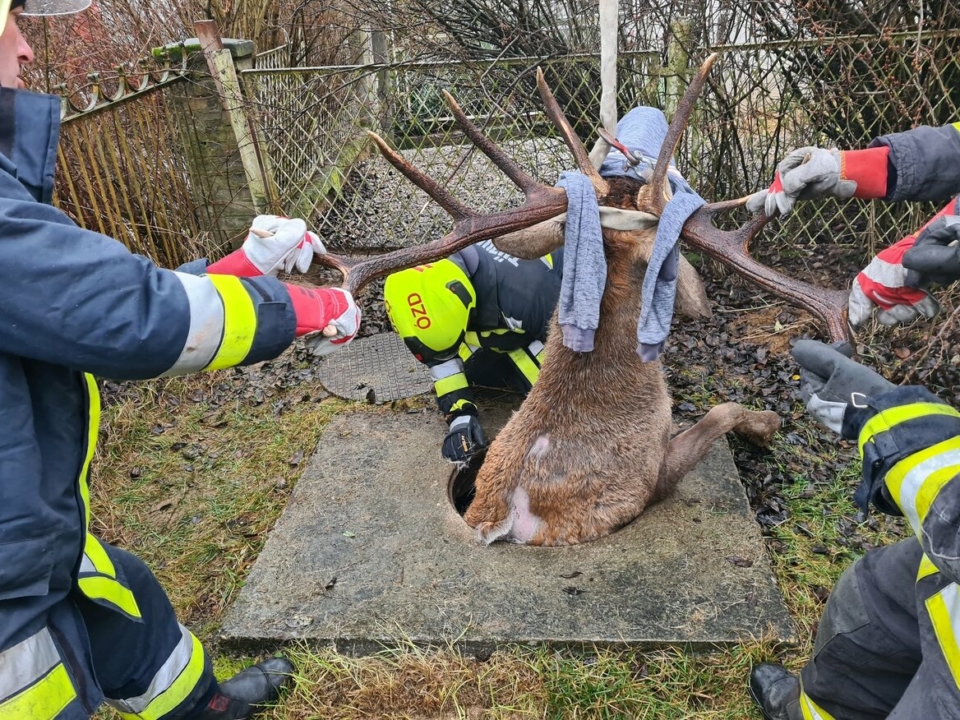 The fire and police department saved a deer