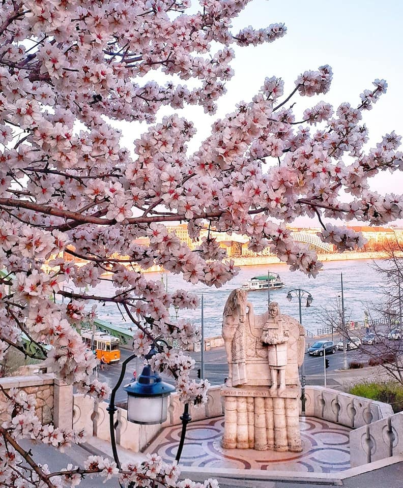 شجرة اللوز الربيعية في بودابست