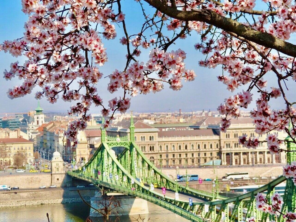 almond blossom Budapest Gellért Hill