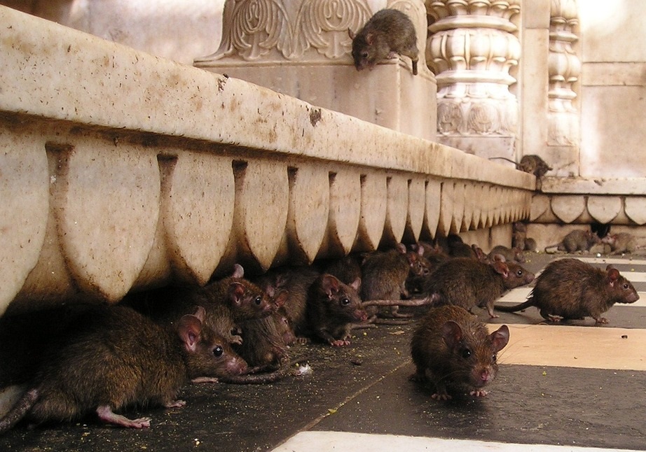 Reduction Of Rat Infestation In Budapest Daily News Hungary