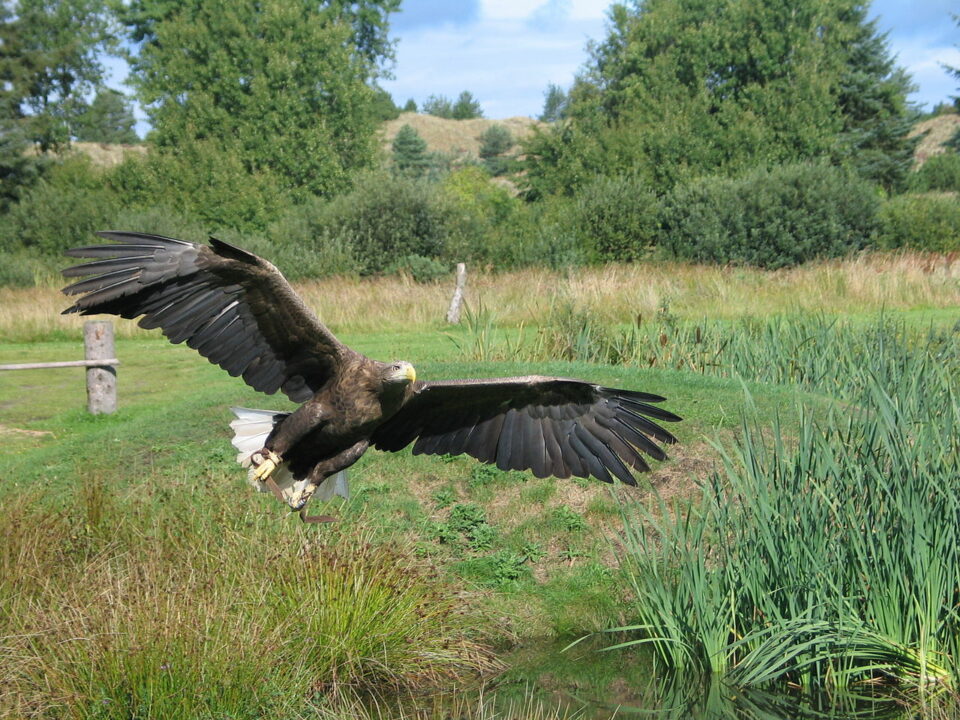 imperial eagle in flight