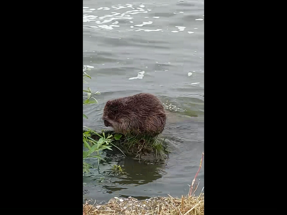 beaver having a bath in öreg tó tata
