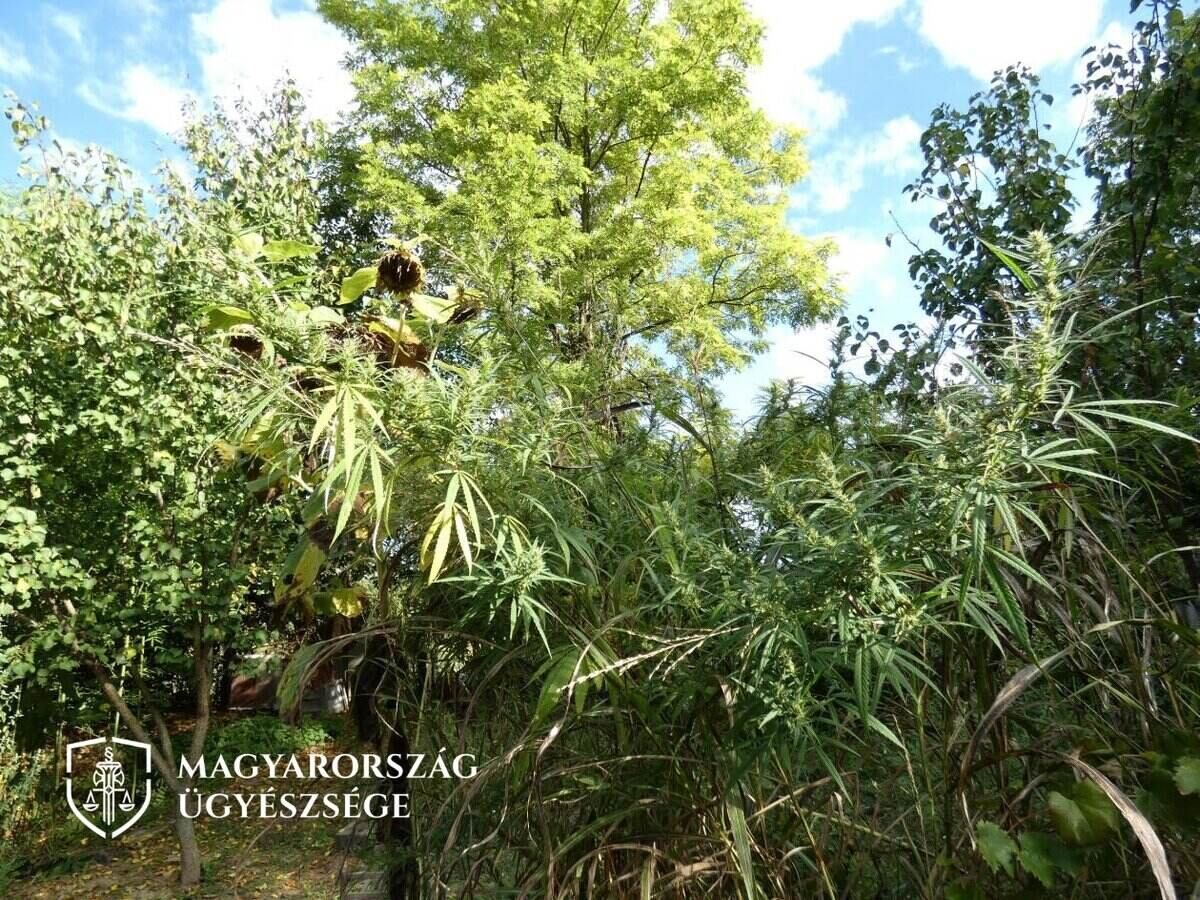 illegal plants near Kaposvár