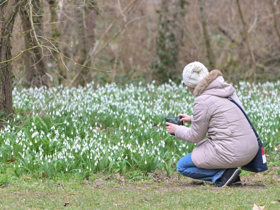 Hungary's largest field of snowdrops awaits visitors again - photos, video